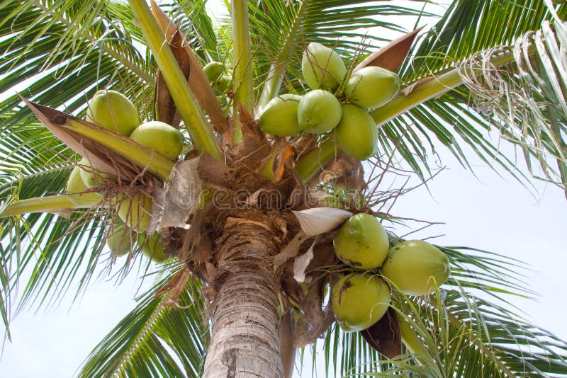 Coconut tree royalty free stock photo