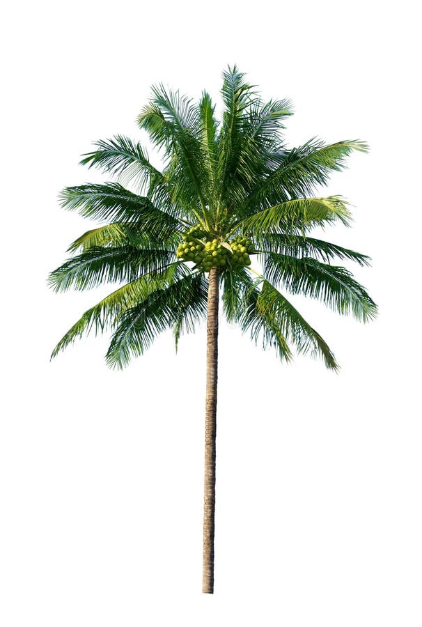 Coconut Tree stock image. Image of high, flora, background - 11932287