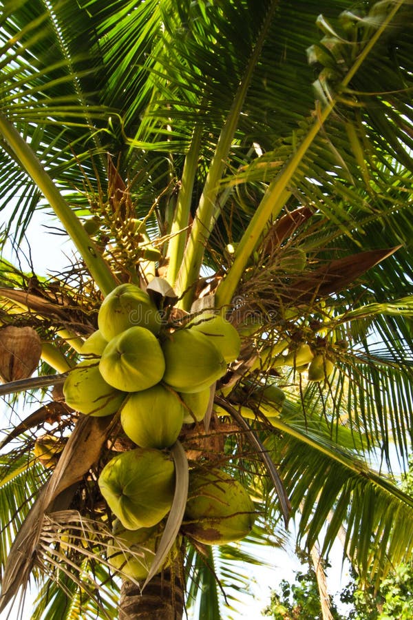Coconut Tree stock image. Image of decorated, southern - 14567487