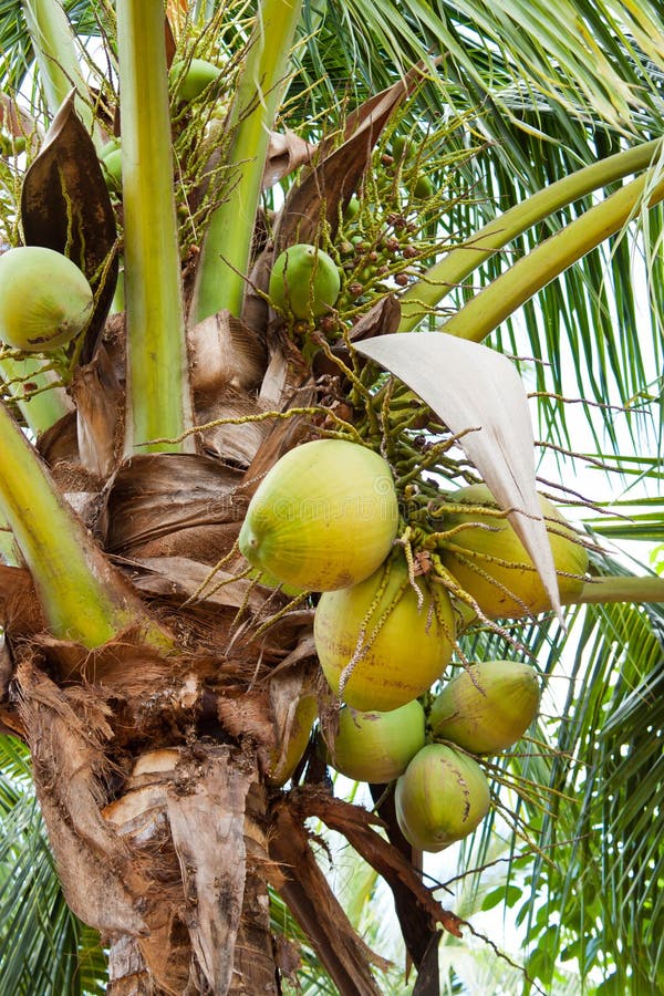 Coconut on the tree royalty free stock images