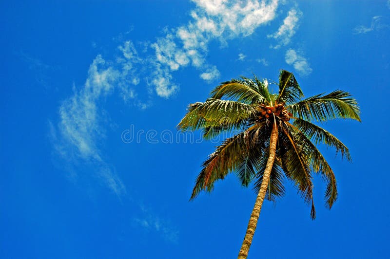 The coconut tree. stock photo. Image of coconut, angel 5385420
