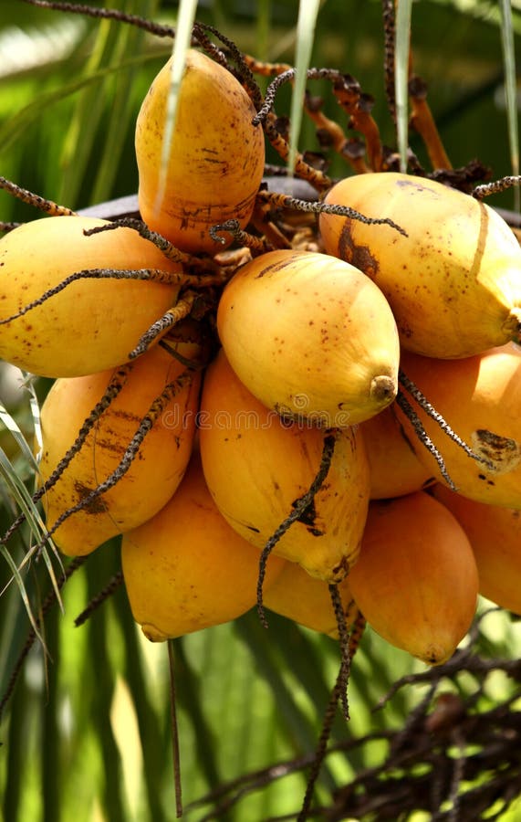 200,735 Coconut Tree Stock Photos Free & RoyaltyFree Stock Photos