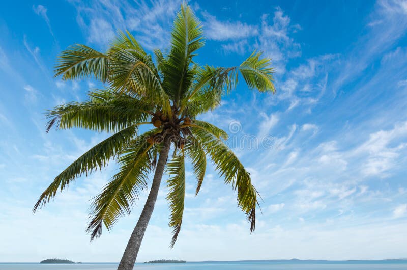 Coconut Tree in Aitutaki Lagoon Cook Islands Stock Photo - Image of ...