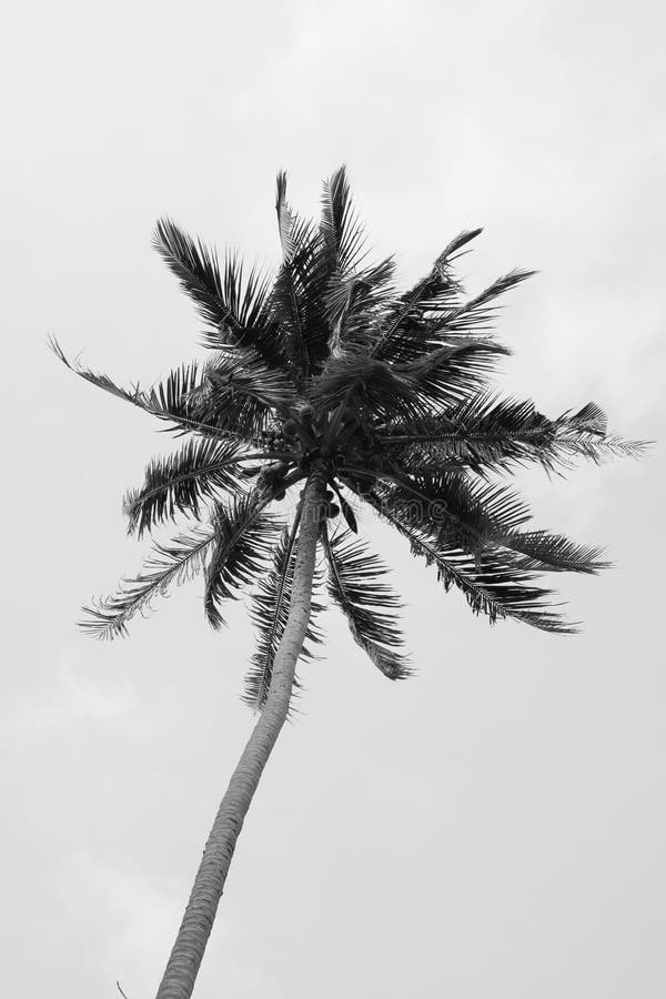 5,820 Black White Coconut Tree Stock Photos - Free & Royalty-Free Stock ...