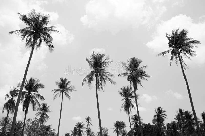 3,859 Black White Coconut Tree Photos Free & RoyaltyFree Stock