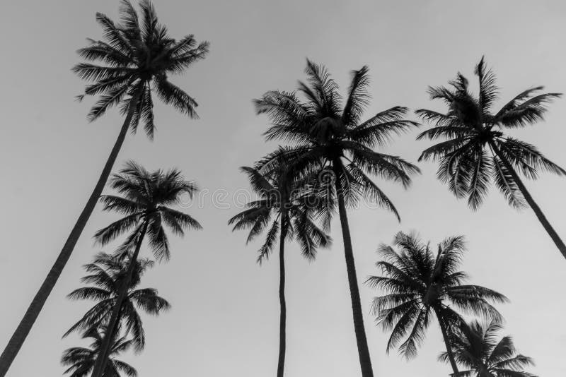 The Coconut Tree Black and White Stock Photo - Image of plant, wallpaper:  134602218