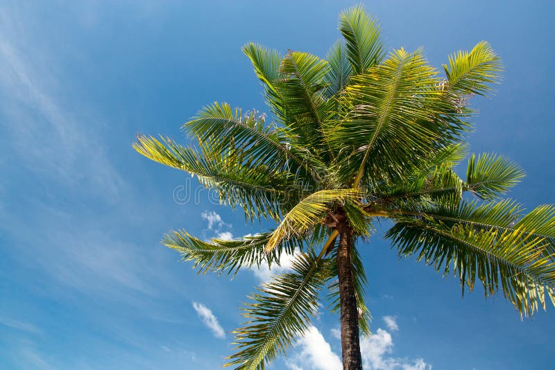 Coconut tree stock image. Image of white, natural, vertical - 33577425