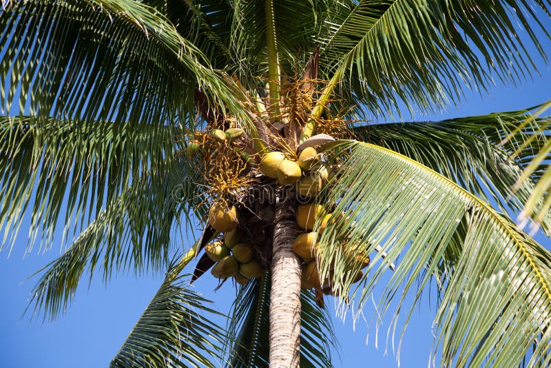 Coconut Trees, Thailand stock image. Image of trunk, specimen - 9445269
