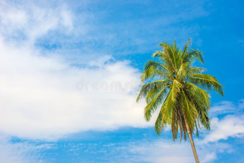 Coconut Tree on Blue Sky with Cloud Stock Photo - Image of tropical ...