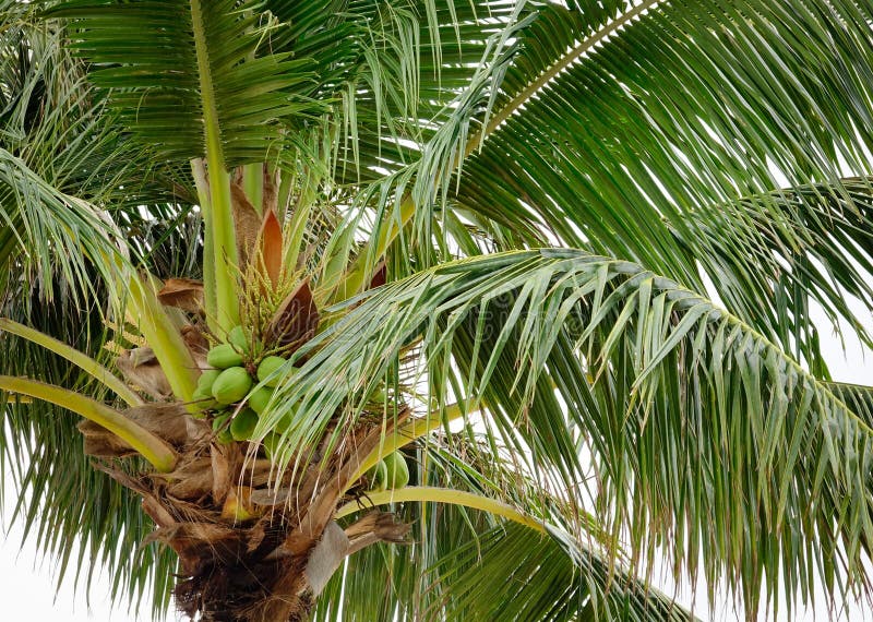Coconut tree in Boracay, Philippines. Philippines atm machine stock images, royalty-free photos and pictures
