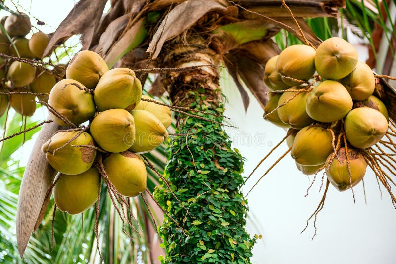 Coconut tree stock image. Image of asia, bunch, growth - 45272773