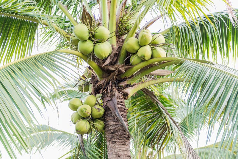 Coconut tree stock photography