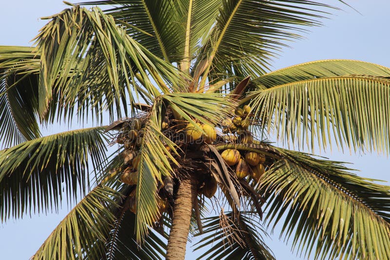 Goa Baga stock photo. Image of beautiful, coconut, baga 105261368