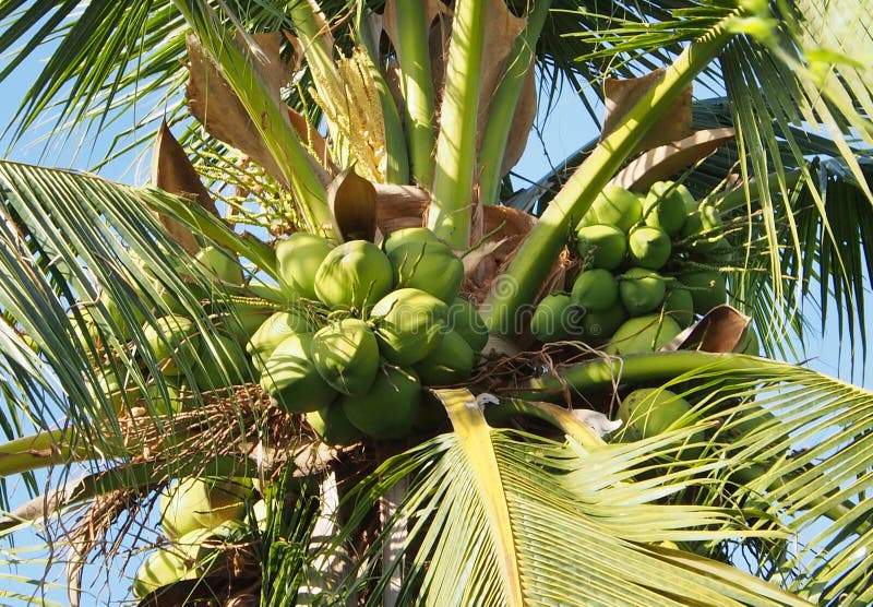Coconut Tree and Coconut Fruits Stock Image - Image of closeup ...