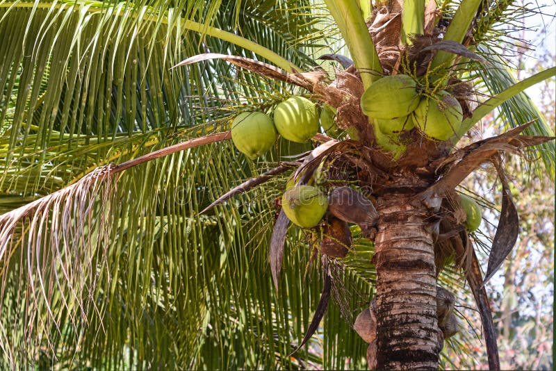 Coconut tree with coconuts stock image. Image of bundle - 109502221