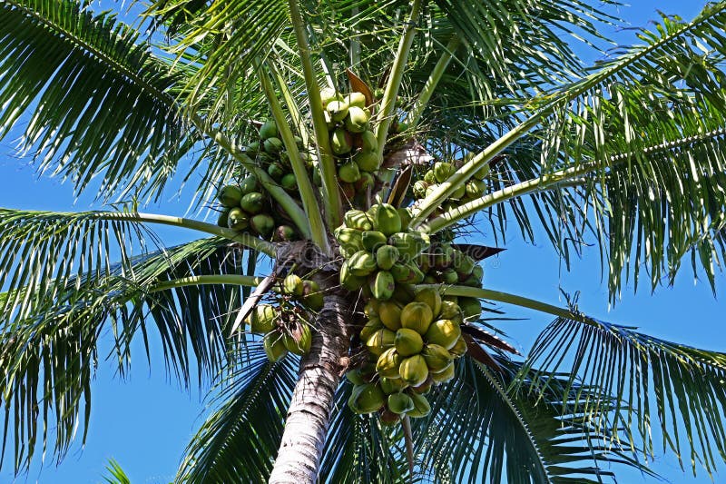 Cocos Nucifera Coconut Tree Dwarf Stock Photo - Image of orange, branch ...