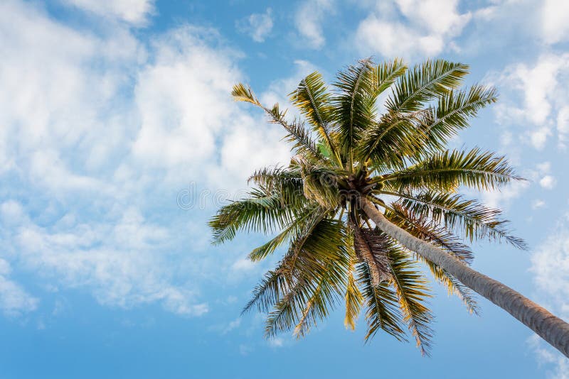 Coconut tree on daylight stock image. Image of ocean - 53228247