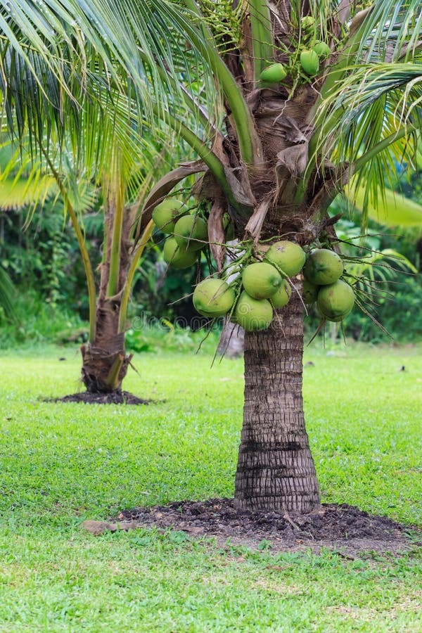 Coconut Tree, Dwarf Variety In Plantation Stock Photo - Image: 32304610