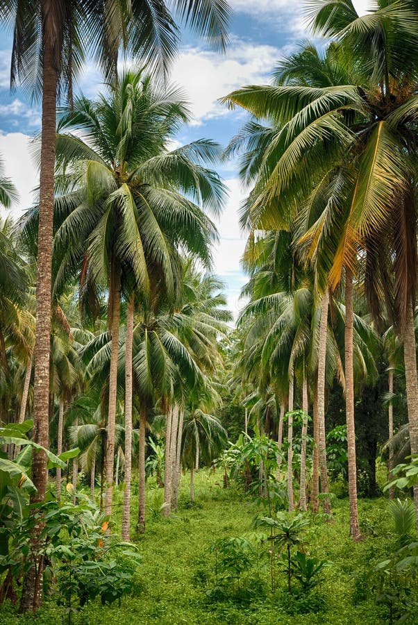 Coconut tree forest stock image. Image of asia, travel - 37790741