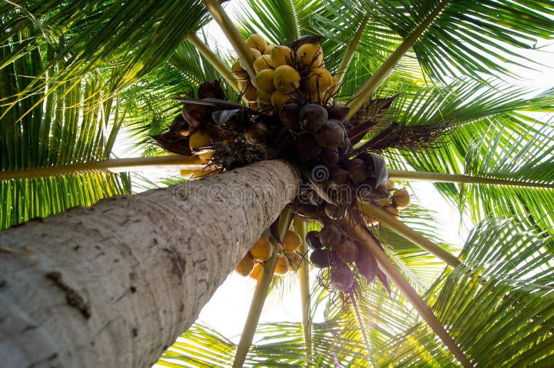 A coconut tree stock image