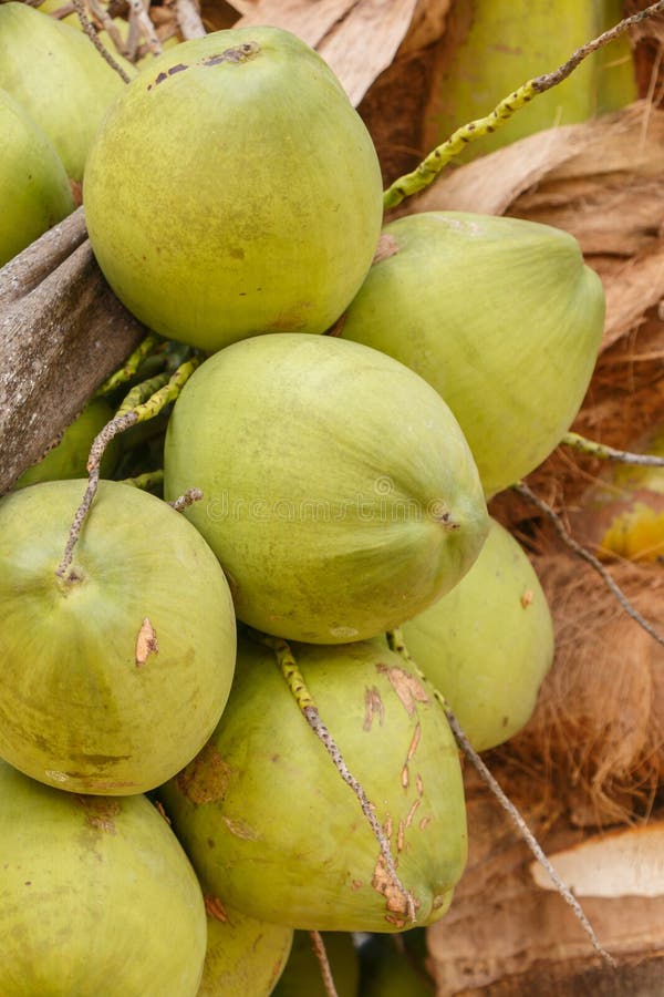 Coconut tree stock photo. Image of milk, edible, leaf 55361688
