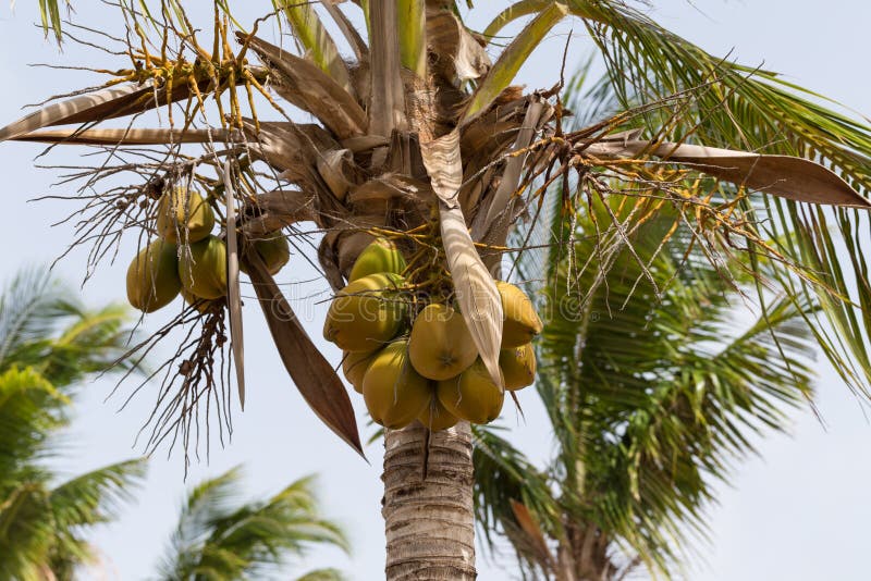 Coconut Tree stock image. Image of drink, caribbean, botany 56229475
