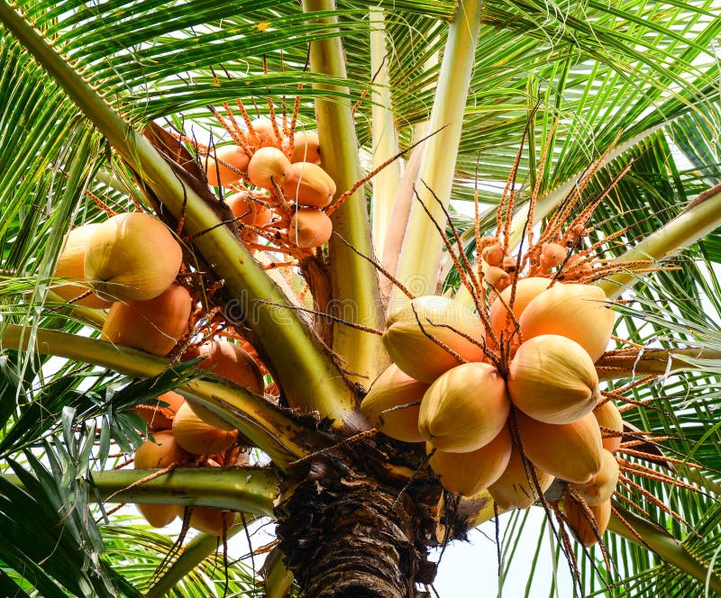 Coconut Tree and Fruits in Bali, Indonesia Stock Photo - Image of ...