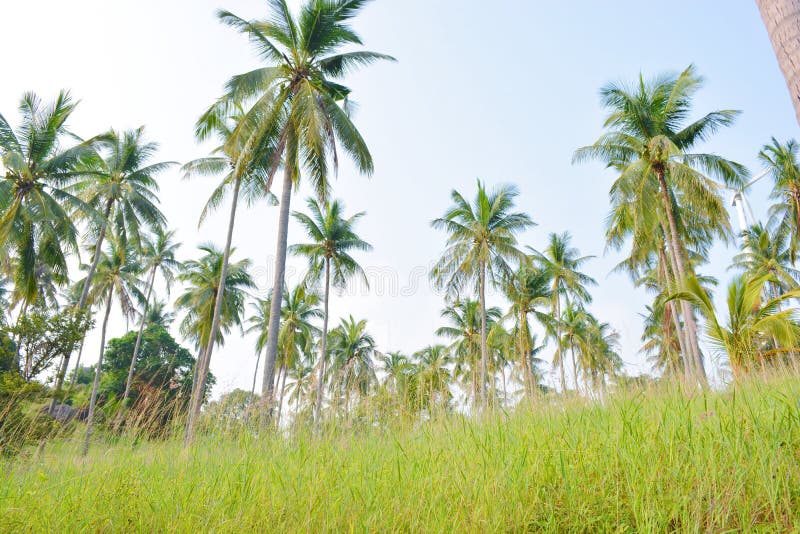 Coconut tree garden stock photo. Image of nature, coconuts 59911464
