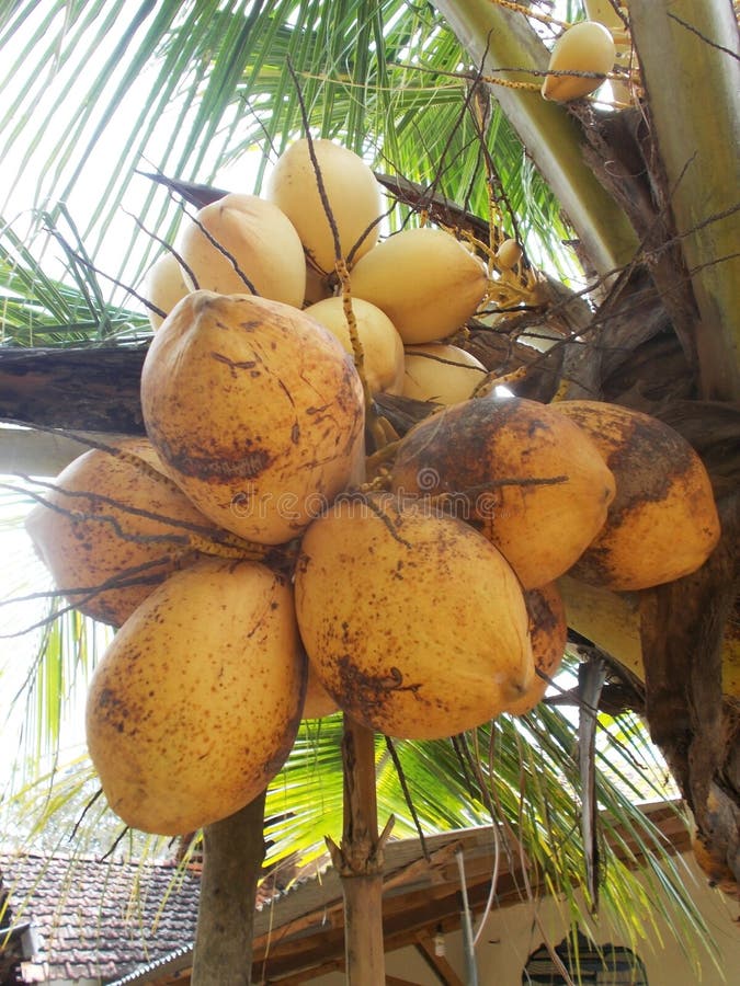 King coconut yellow stock photo. Image of agro, golden 99137746