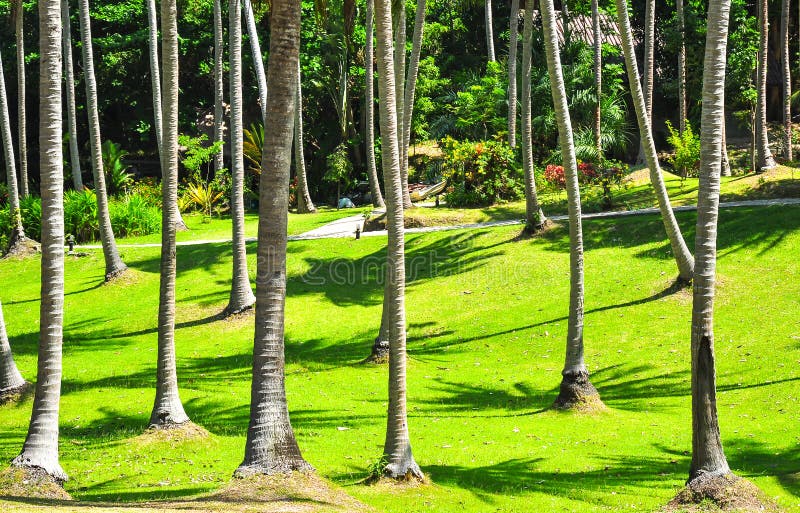 488 Coconut Tree Green Grass Yard Stock Photos Free & RoyaltyFree