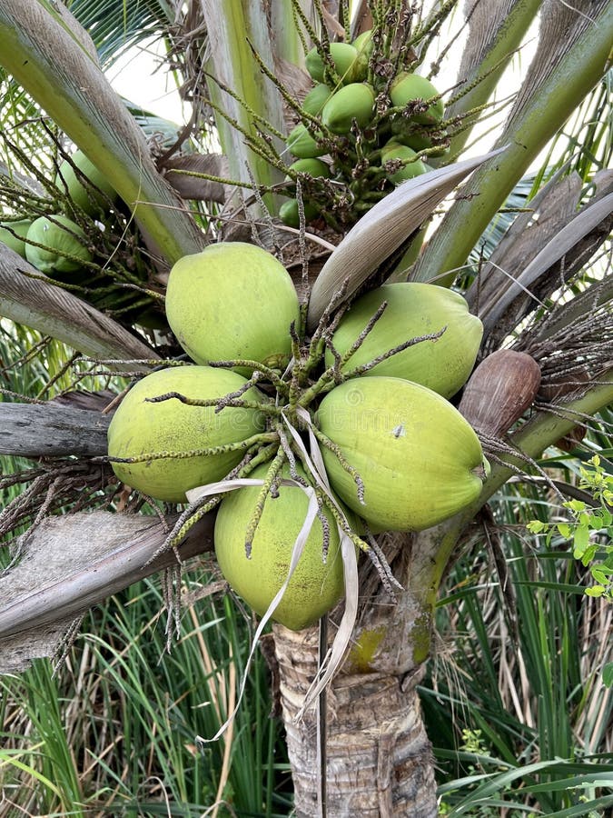 Coconut Tree with Green Leaves Stock Photo - Image of summer ...