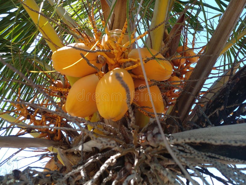 A Coconut Tree that Has Yellow Coconuts that are Very Fresh To Eat