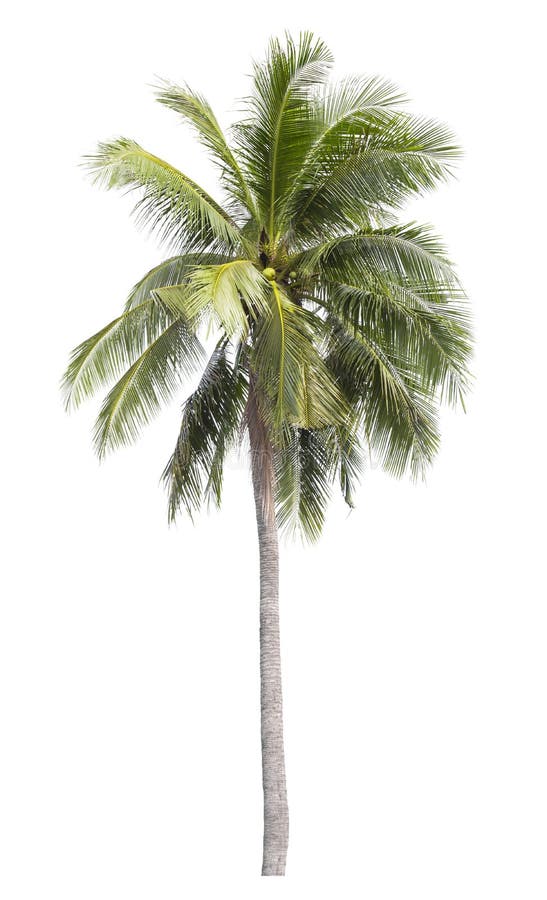 758 Coconut Tree Cutout Stock Photos - Free & Royalty-Free Stock Photos ...