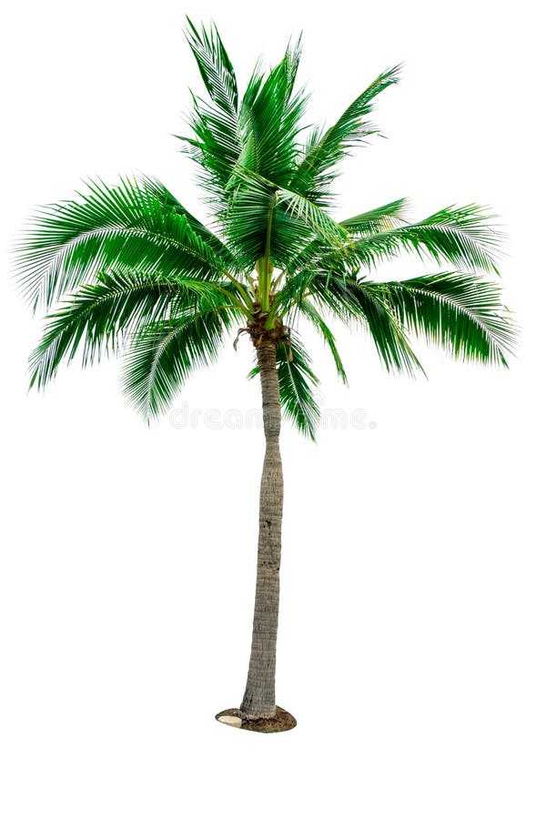 Coconut Tree Isolated on White Background with Copy Space. Used for ...