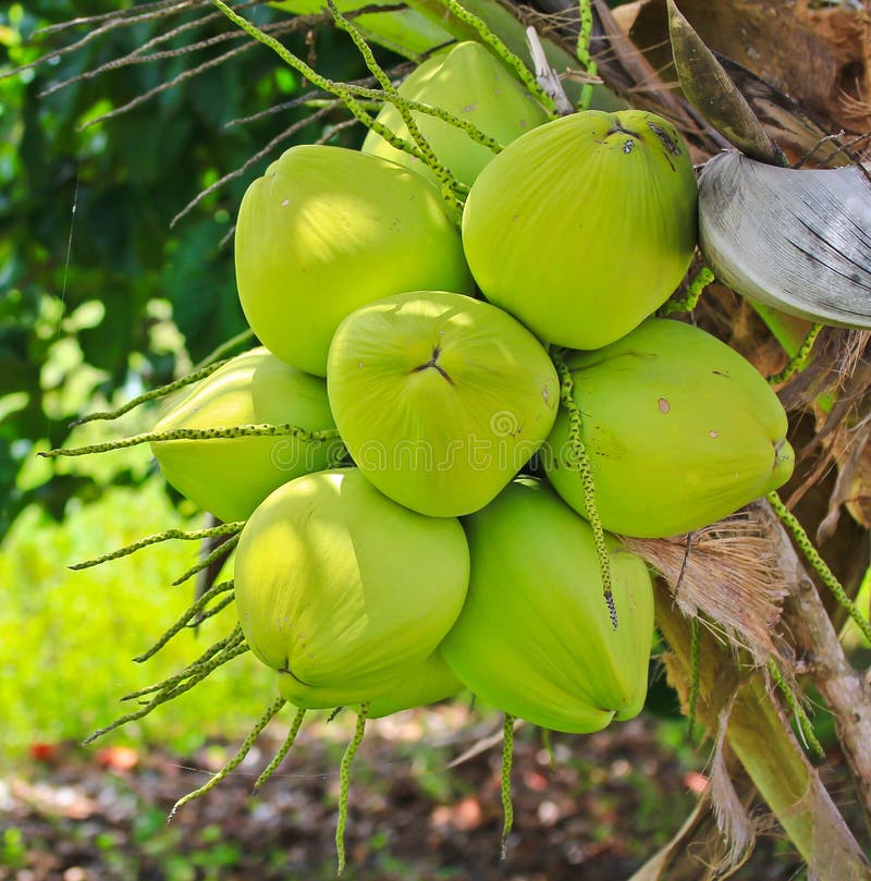 Coconut Fruit stock image. Image of tree, organic, healthy 32151617