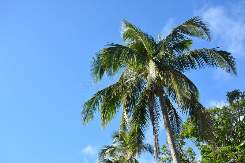 Coconut Tree with Leaves and Fruit in the Philippines Stock Photo