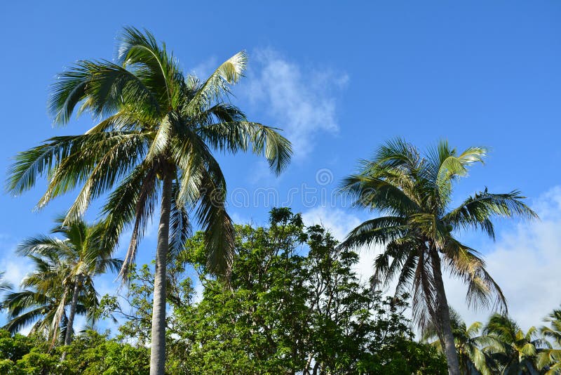 Coconut Tree with Leaves and Fruit in the Philippines Stock Photo