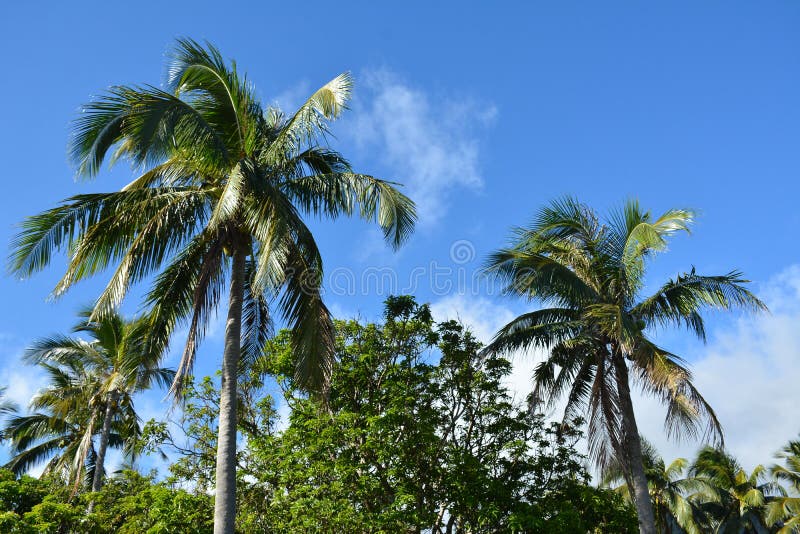 Coconut Tree with Leaves and Fruit in the Philippines Stock Photo ...