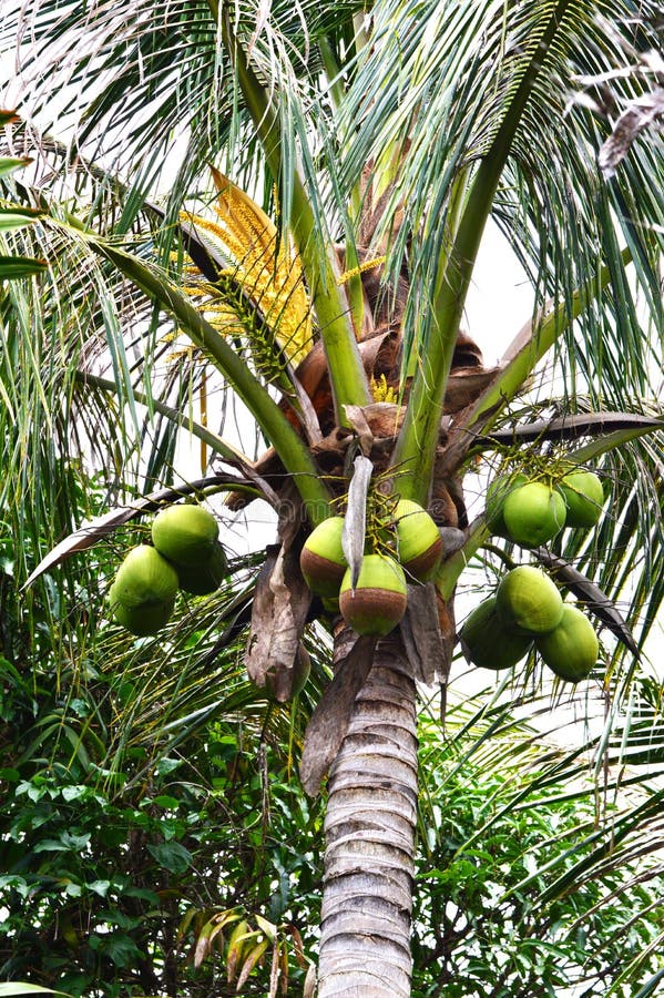 Coconut tree