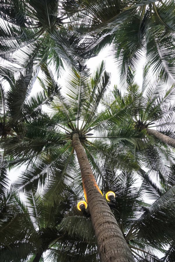 Coconut Tree with Lighting Up Light Fixture, Low Angle Stock Image