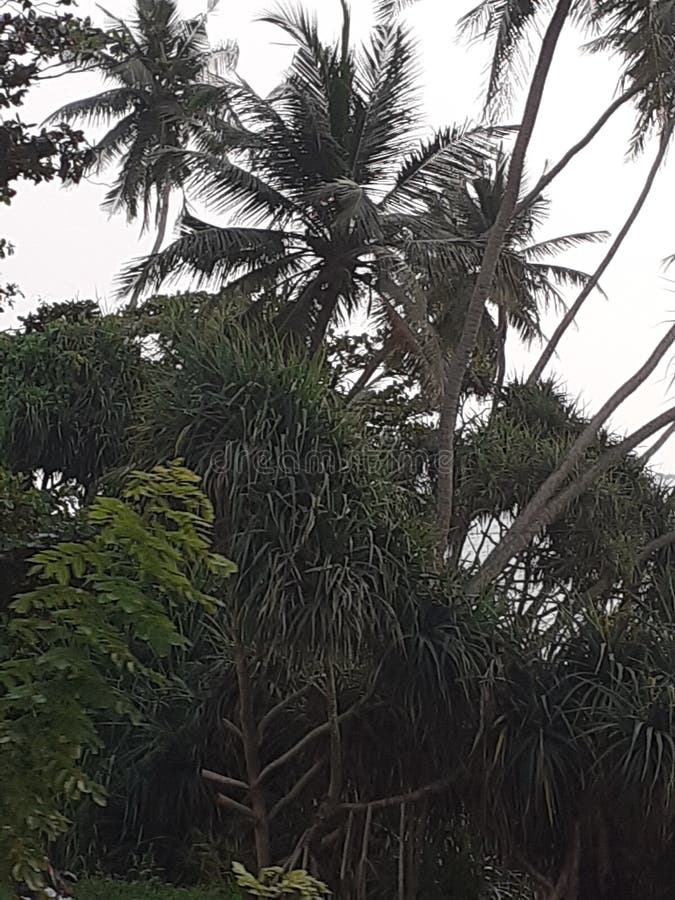 Coconut Tree Near Sea with Wild Trees Stock Image Image of wild