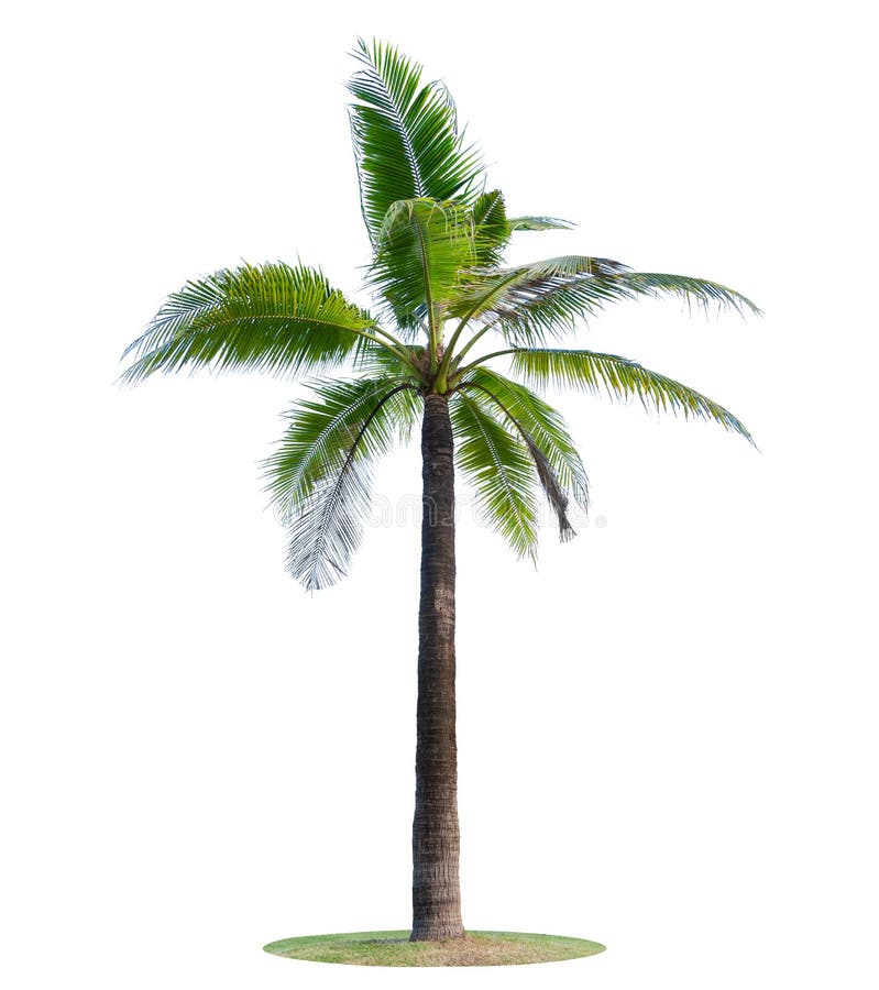 193,071 Coconut Tree Photos - Free & Royalty-Free Stock Photos from ...