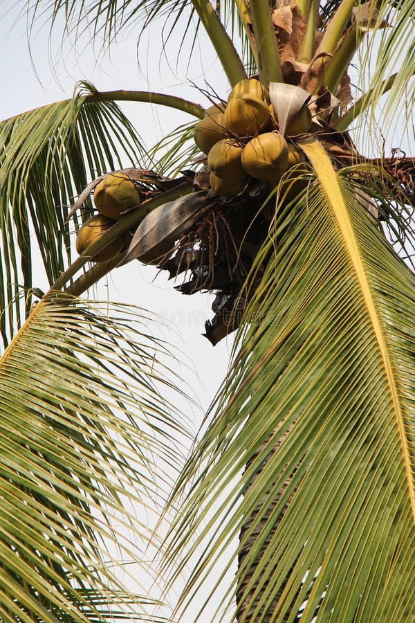 Coconut tree in a park in sukhothai (thailand) royalty free stock photos