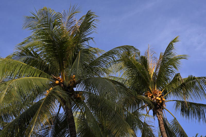 Coconut on Tree of Sea Sky Bright . Coconut Cluster on Coconut Tree ...