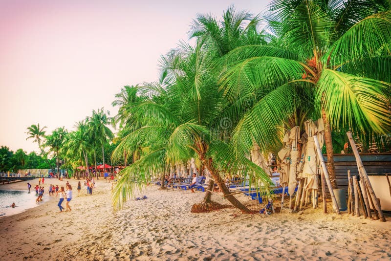 Coconut tree at Siloso Beach at Sentosa island in Singapore