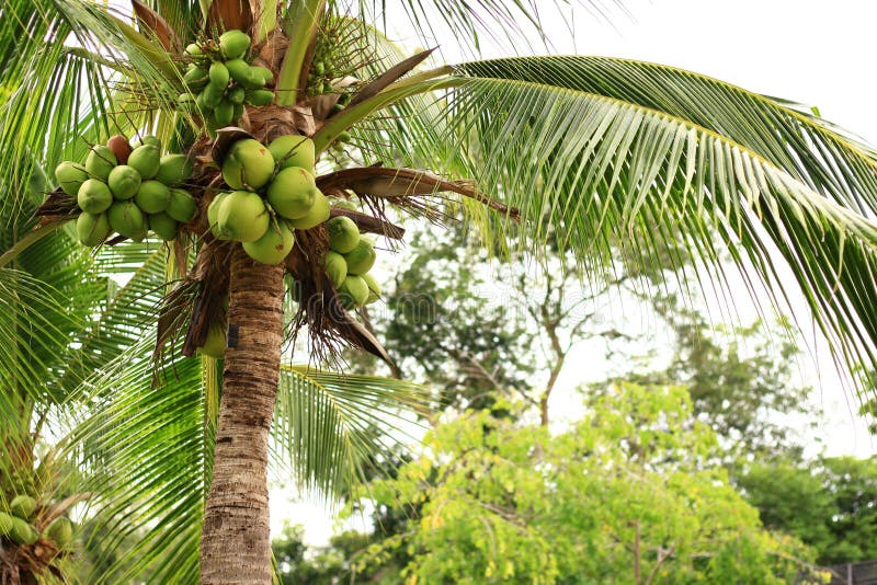 Coconut tree stock photo. Image of coconut, isolated - 28149724
