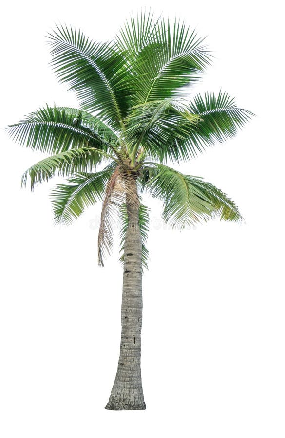 Coconut Tree Used for Advertising Decorative Architecture. Summer and ...