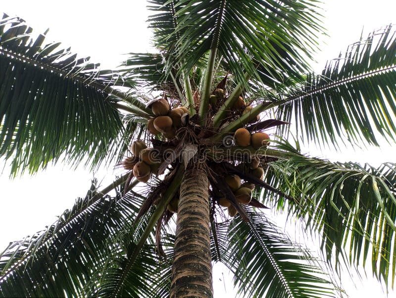 A Coconut Tree with Yellow Fruit Stock Image Image of coconut, fruit 265401295