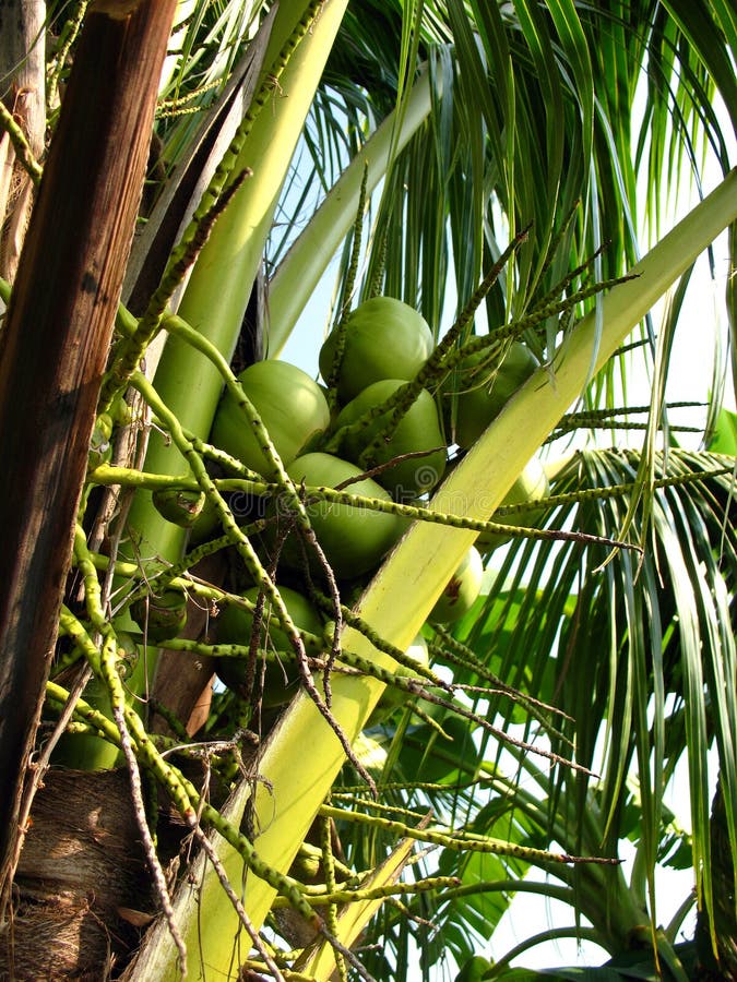 Coconut On The Tree,young Coconut,on Coconut Tree Stock Image - Image