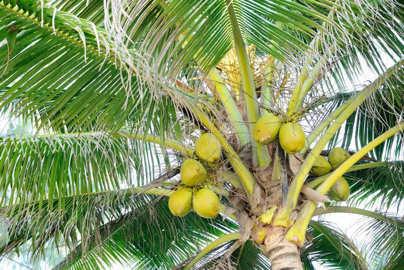 Coconut trees stock image